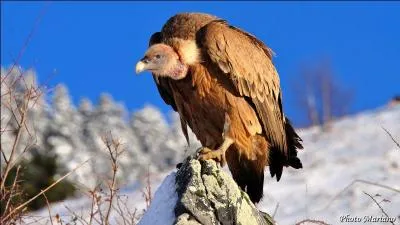 Dans « Le roman de Renart », l'animal représenté sur la photo s'appelle :