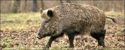 Dans « Le roman de Renart », l'animal représenté sur la photo s'appelle :