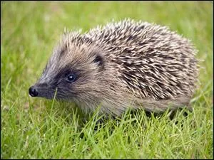 Dans « Le roman de Renart », l'animal représenté sur la photo s'appelle :