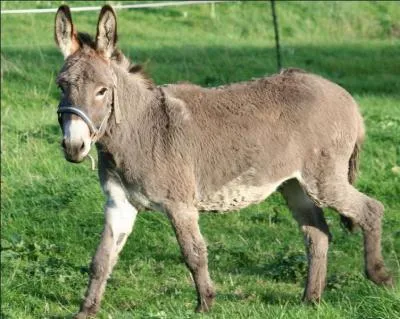 Dans « Le roman de Renart », l'animal représenté sur la photo s'appelle :