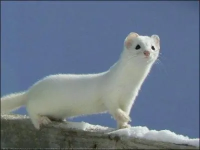 Dans « Le roman de Renart », l'animal représenté sur la photo s'appelle :