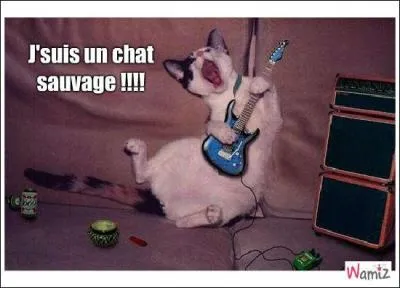 Comment appelle-t-on un chat domestique qui est retourné à la vie sauvage ?