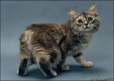 Que dit-on d'un chat sans queue ?