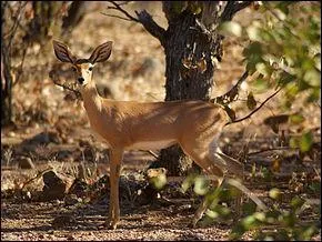 Le steenbok est :