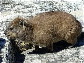 Ce petit rongeur apparenté aux éléphants est...