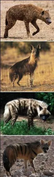 Quelles sont les quatre espèces d'hyènes représentées sur cette image ?