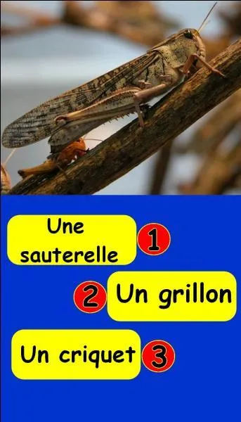 Quel est le bon numéro ?