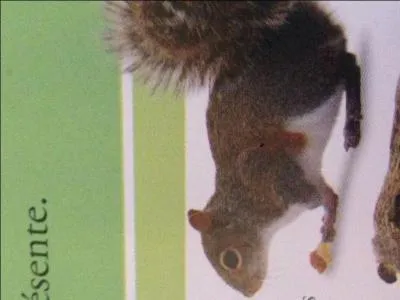 Je suis un rongeur et j'adore les glands ou les noisettes.