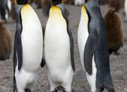 Quiz Les pingouins et les manchots dans tous leurs tats !