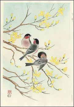 Jolis oiseaux ! Ce sont des...