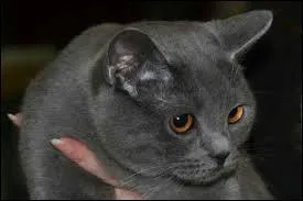De quelle race est ce chat ?