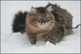 De quelle race est ce chat ?