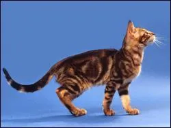 De quelle race est ce chat ?