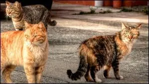 Quelle est la race la plus répandue en Europe ?