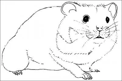Comment les anglais traduisent-ils "hamster" ?