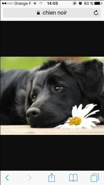 Comment s'appelle son chien ?