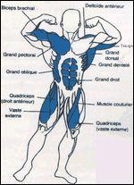 Combien de muscles contient notre corps ?