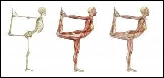 Que permettent les muscles à notre corps ?