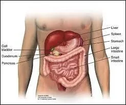 Quel organe du corps humain secrète l'insuline ?