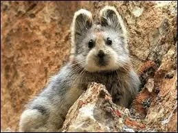 Comment s'appelle ce petit mammifère rare à observer ?