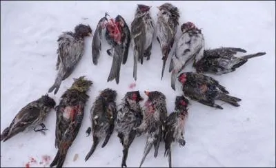 La mésange charbonnière est un véritable prédateur, ce que nous pouvons qualifier de machine à tuer...