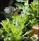 Quel est l'habitat de la mésange charbonnière ?