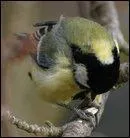 Quel est son régime alimentaire ?