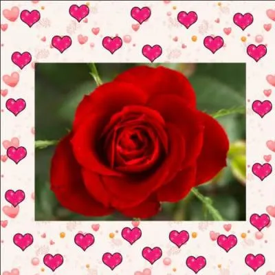 Quelle fleur associe-t-on à l'amour ?