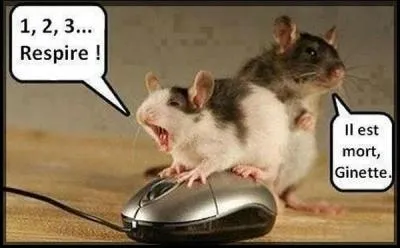 Combien voyez-vous de réelles souris ?