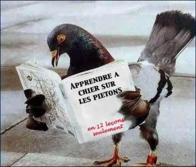 Que fait ce pigeon ?