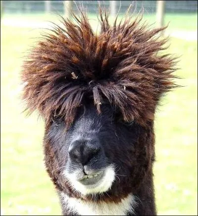 Quel est le nom de cet animal ?