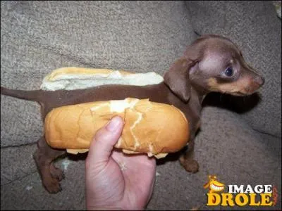 On a pris ce chien pour un...