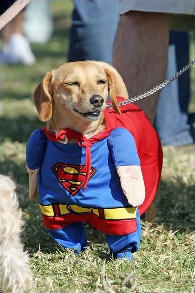 En quel héros ce chien est-il déguisé ?