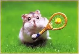 Quel sport cet hamster pratique-t-il ?
