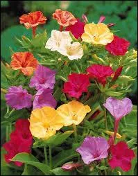 Comment s'appelle cette fleur aussi connue sous le nom de Merveille du Pérou ?