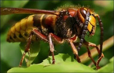 Quel est ce frelon prédateur de nos abeilles ?