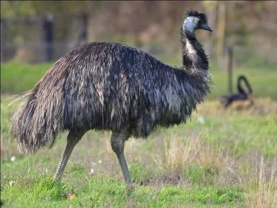 Sur quel continent vit l'émeu ?