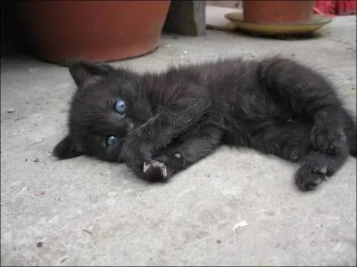 Que signifie l'expression "Acheter chat en poche" ?