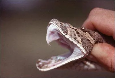 Veuillez ne pas envenimer la situation, trouvez le surnom de ce m&eacute;chant personnage de roman fran&ccedil;ais, attention au pi&egrave;ge !