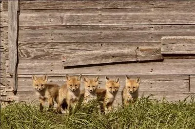 Que me r&eacute;pondez-vous si je vous dis "Je ne peux pas jouer avec toi, je ne suis pas apprivois&eacute;" ?