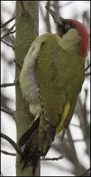 À quelle période voit-on les couples commencer à explorer et percer plusieurs trous dans les bois tendres des arbres ?