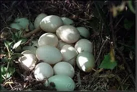 A qui est cet oeuf ?