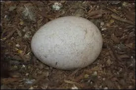 A qui est cet oeuf ?