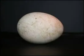 A qui est cet oeuf ?