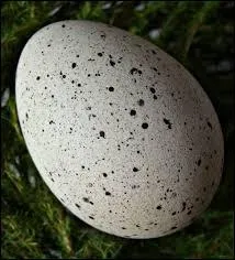 A qui est cet oeuf ?