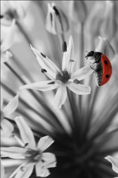 Que demande la petite coccinelle qui rentre à la pharmacie ?