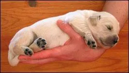 À quel âge les chiots sont-ils vraiment sevrés ?