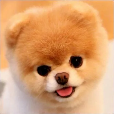 Quelle est cette race ?