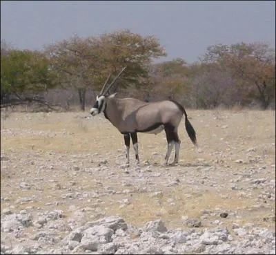 L'animal suggéré par la photo est lié au pays appelé :