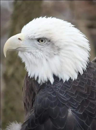 L'animal suggéré par la photo est lié au pays appelé :
